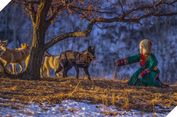 Cô gái Mông Cổ với dàn pet độc 8 con sói, 3 bạn trai đều đòi chia tay vì sợ cãi nàng sẽ bị ăn thịt 3