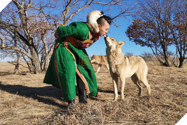 Cô gái Mông Cổ với dàn pet độc 8 con sói, 3 bạn trai đều đòi chia tay vì sợ cãi nàng sẽ bị ăn thịt