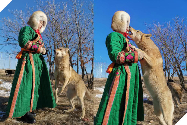 Cô gái Mông Cổ với dàn pet độc 8 con sói, 3 bạn trai đều đòi chia tay vì sợ cãi nàng sẽ bị ăn thịt 5