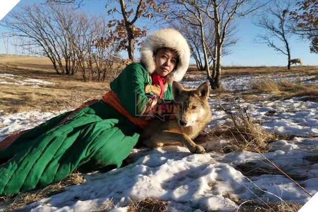 Cô gái Mông Cổ với dàn pet độc 8 con sói, 3 bạn trai đều đòi chia tay vì sợ cãi nàng sẽ bị ăn thịt 6