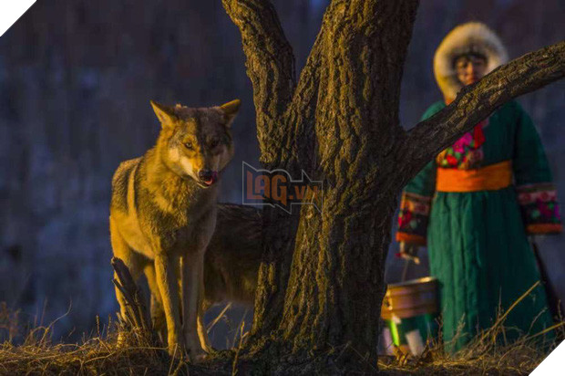 Cô gái Mông Cổ với dàn pet độc 8 con sói, 3 bạn trai đều đòi chia tay vì sợ cãi nàng sẽ bị ăn thịt 7