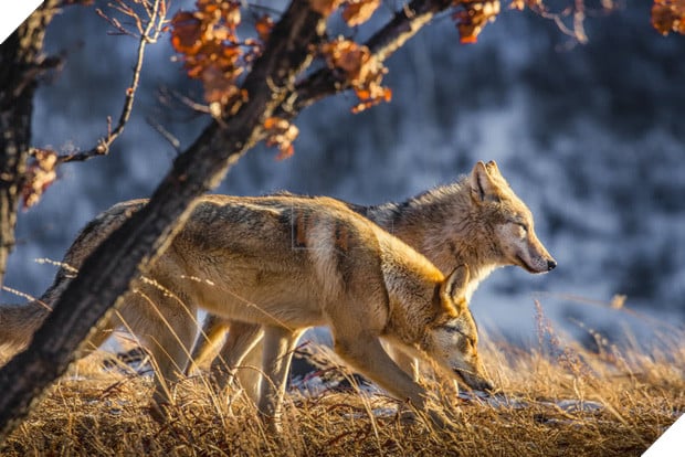 Cô gái Mông Cổ với dàn pet độc 8 con sói, 3 bạn trai đều đòi chia tay vì sợ cãi nàng sẽ bị ăn thịt 8