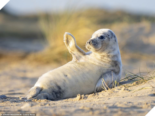 Nàng hải cẩu gây sốt vì thần thái hút hồn, tự tin đưa tay vẫy chào và tạo dáng trước camera như người mẫu chuyên nghiệp - Ảnh 1.