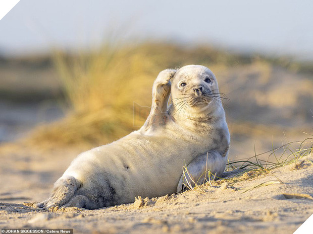 Nàng hải cẩu gây sốt vì thần thái hút hồn, tự tin đưa tay vẫy chào và tạo dáng trước camera như người mẫu chuyên nghiệp - Ảnh 2.