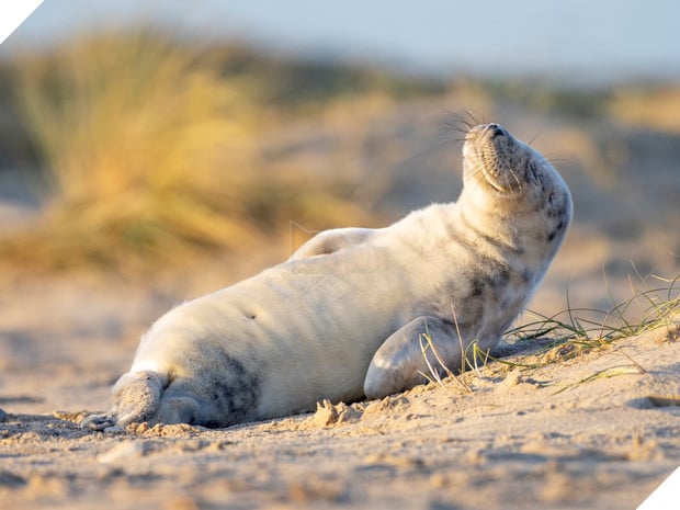 Nàng hải cẩu gây sốt vì thần thái hút hồn, tự tin đưa tay vẫy chào và tạo dáng trước camera như người mẫu chuyên nghiệp - Ảnh 4.