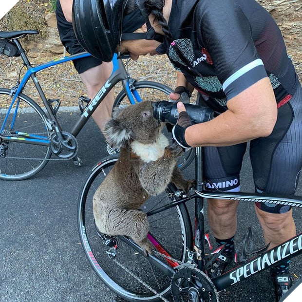 Úc: Kiệt quệ vì nắng nóng, chú gấu túi leo luôn lên xe đạp của người lạ để xin nước uống, một hơi tu sạch cả bình - Ảnh 3.