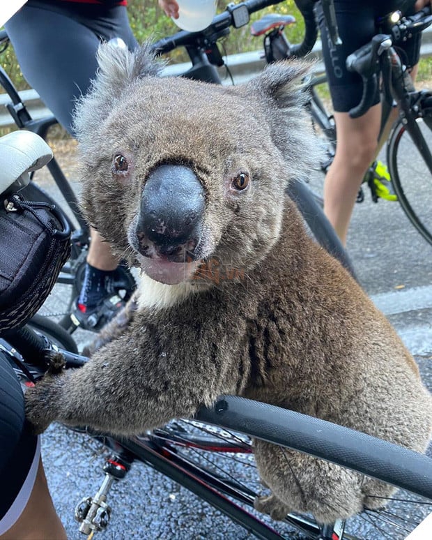 Úc: Kiệt quệ vì nắng nóng, chú gấu túi leo luôn lên xe đạp của người lạ để xin nước uống, một hơi tu sạch cả bình - Ảnh 4.