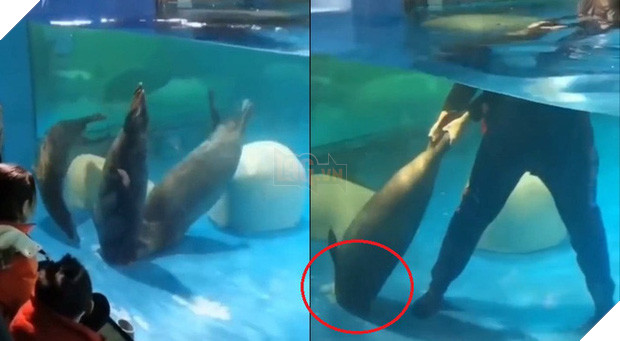 Tự mở nắp cống thoát nước, hải cẩu bị hút xuống rồi tử vong thương tâm trước mặt du khách - Ảnh 2.