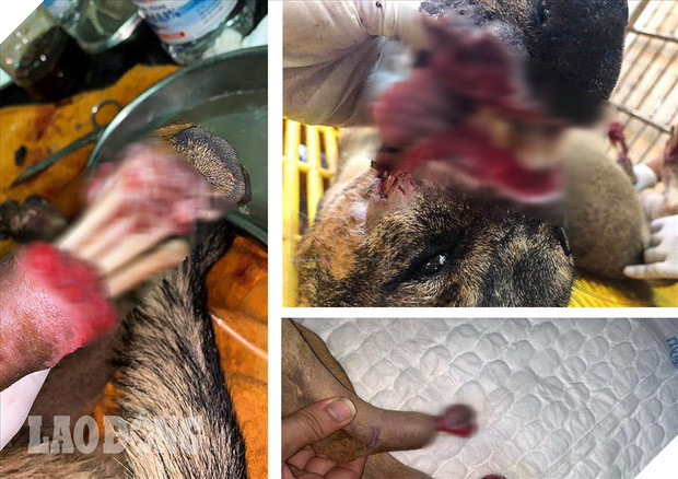 Thoát khỏi lò mổ, chú chó dũng cảm cứu sống đàn con trong bụng Thoát khỏi lò mổ, chú chó dũng cảm cứu sống đàn con trong bụng