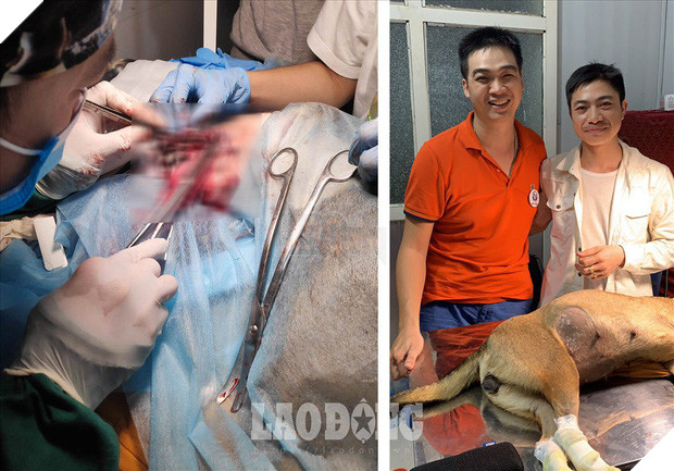 Thoát khỏi lò mổ, chú chó dũng cảm cứu sống đàn con trong bụng Thoát khỏi lò mổ, chú chó dũng cảm cứu sống đàn con trong bụng 2