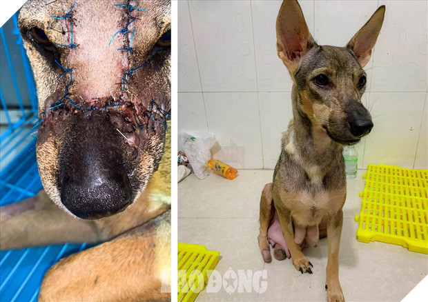 Thoát khỏi lò mổ, chú chó dũng cảm cứu sống đàn con trong bụng Thoát khỏi lò mổ, chú chó dũng cảm cứu sống đàn con trong bụng 3