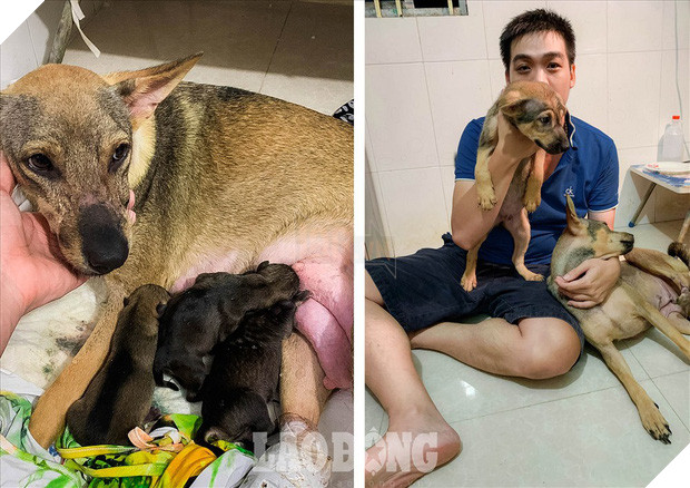 Thoát khỏi lò mổ, chú chó dũng cảm cứu sống đàn con trong bụng Thoát khỏi lò mổ, chú chó dũng cảm cứu sống đàn con trong bụng 4