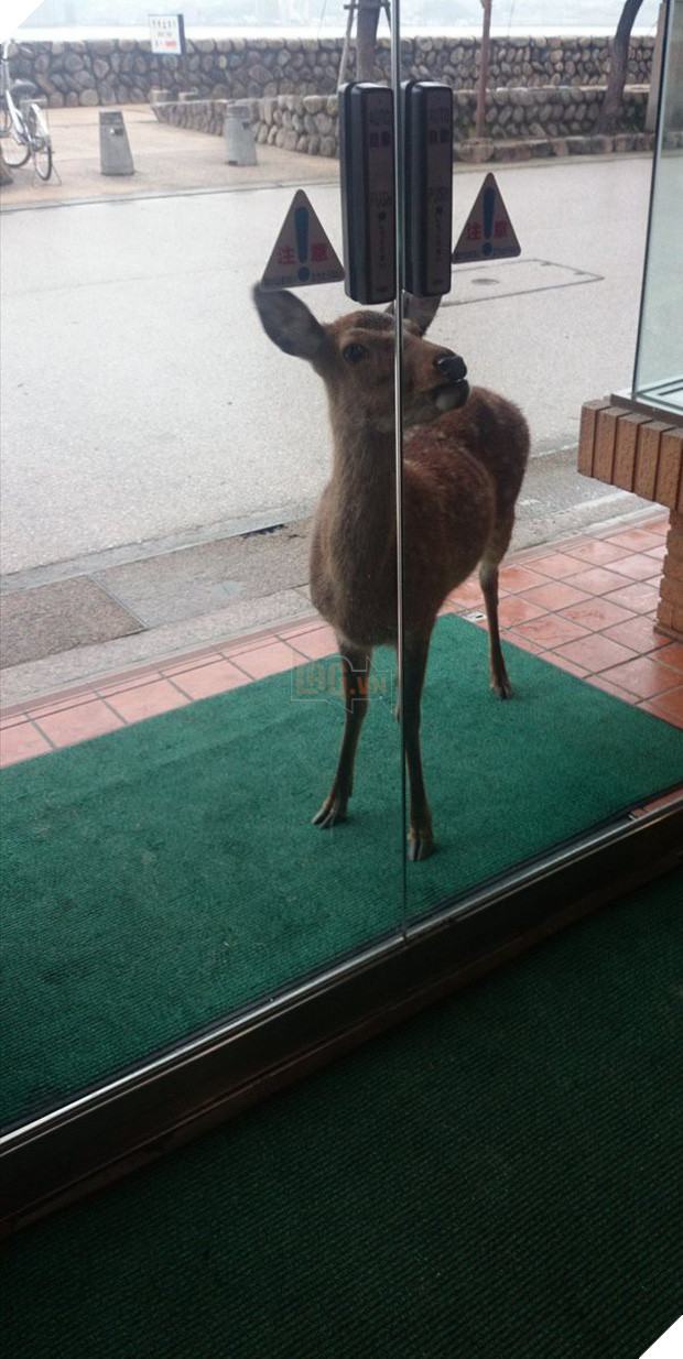 Hiện tượng hươu đi xin đểu tràn lan tại Nhật Bản vô tình giúp quảng bá du lịch nước này - Ảnh 2.