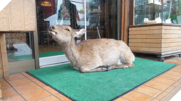 Hiện tượng hươu đi xin đểu tràn lan tại Nhật Bản vô tình giúp quảng bá du lịch nước này - Ảnh 3.