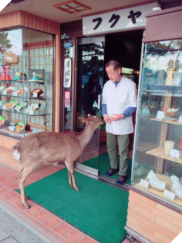 Hiện tượng hươu đi xin đểu tràn lan tại Nhật Bản vô tình giúp quảng bá du lịch nước này - Ảnh 6.