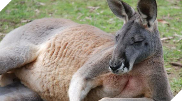 Con kangaroo hồn nhiên vào nhà dân ăn vụng rồi còn đấm người đến mức phải nhập viện vì gãy cổ tay - Ảnh 1.