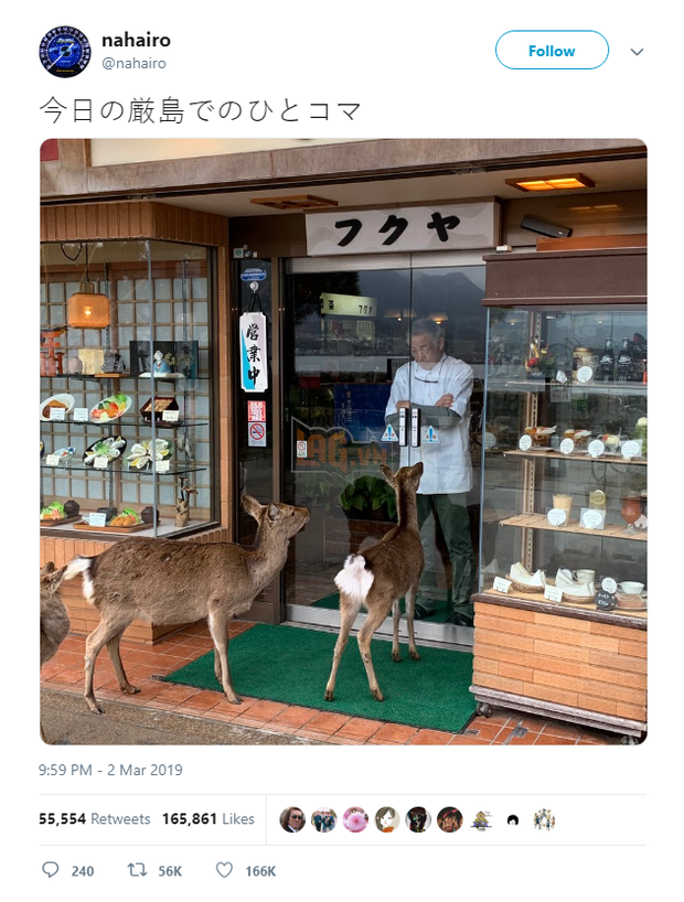 Hiện tượng hươu đi xin đểu tràn lan tại Nhật Bản vô tình giúp quảng bá du lịch nước này - Ảnh 1.