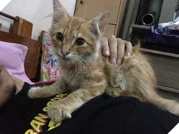 Rambo thuộc giống mèo Ba Tư.