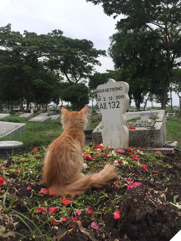 Tình cảm quyến luyến của mèo dành cho chủ nhân khiến ai cũng xúc động nghẹn ngào.