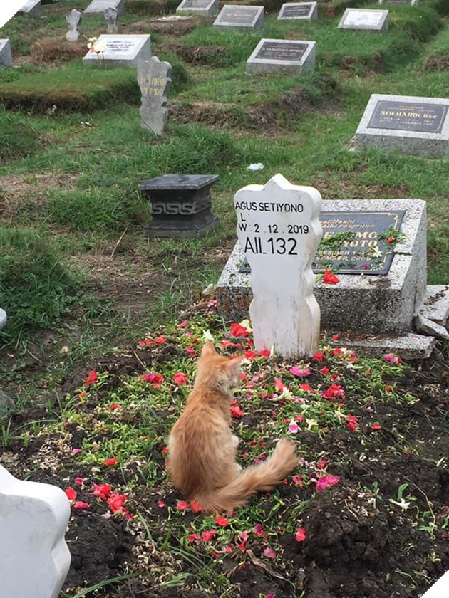Rambo ngồi lặng trước mộ chủ nhân.