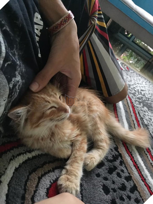 Bố của Fadhil rất cưng chiều chú mèo này.