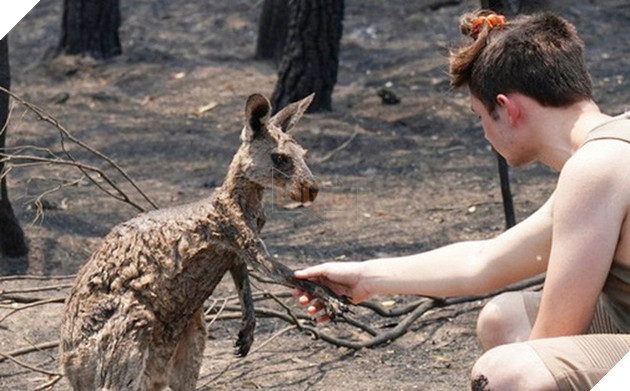 Khoảnh khắc chú chuột túi nhỏ mình đầy vết thương, ánh mắt cầu xin con người hãy giúp đỡ sau thảm họa cháy rừng ở Úc gây chấn động - ảnh 1