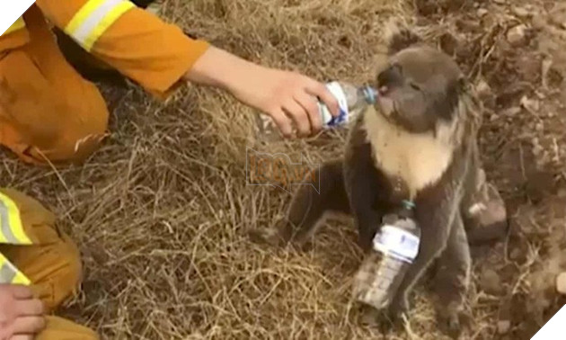 Vì sao gấu koala không thể thoát thân trong thảm họa cháy rừng? 6