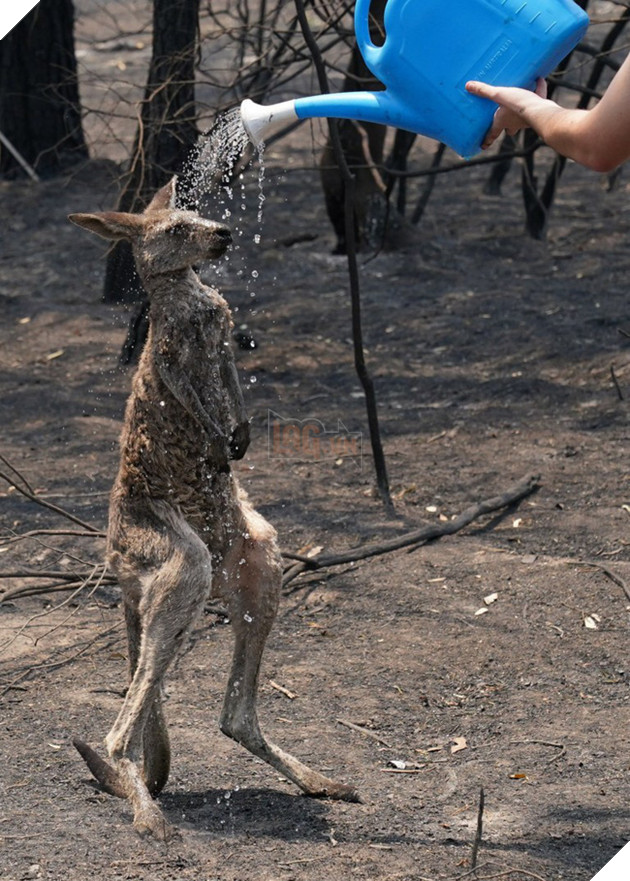 Khoảnh khắc chú chuột túi nhỏ mình đầy vết thương, ánh mắt cầu xin con người hãy giúp đỡ sau thảm họa cháy rừng ở Úc gây chấn động - ảnh 2