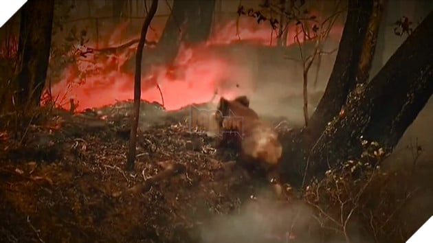 Vì sao gấu koala không thể thoát thân trong thảm họa cháy rừng? 3