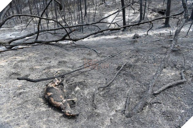 Khoảnh khắc chú chuột túi nhỏ mình đầy vết thương, ánh mắt cầu xin con người hãy giúp đỡ sau thảm họa cháy rừng ở Úc gây chấn động - ảnh 4