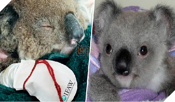 Người dân Úc phát động phong trào may găng tay cho gấu túi bị thương trong đám cháy rừng 2