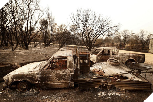 Khoảnh khắc chú chuột túi nhỏ mình đầy vết thương, ánh mắt cầu xin con người hãy giúp đỡ sau thảm họa cháy rừng ở Úc gây chấn động - ảnh 5