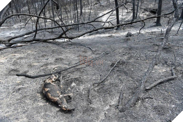 Ám ảnh cháy rừng khủng khiếp ở Úc: Xác gấu túi koala, kangaroo nằm la liệt bên đường 6