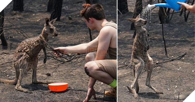 Ám ảnh cháy rừng khủng khiếp ở Úc: Xác gấu túi koala, kangaroo nằm la liệt bên đường 5