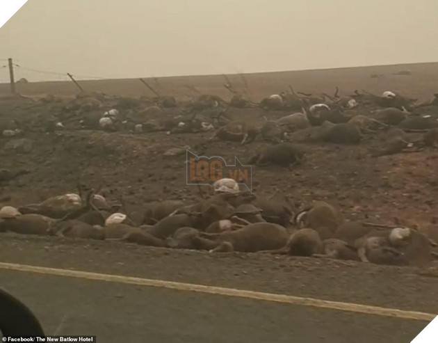 Ám ảnh cháy rừng khủng khiếp ở Úc: Xác gấu túi koala, kangaroo nằm la liệt bên đường 2