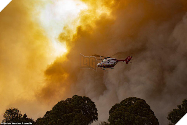 Ám ảnh cháy rừng khủng khiếp ở Úc: Xác gấu túi koala, kangaroo nằm la liệt bên đường 3