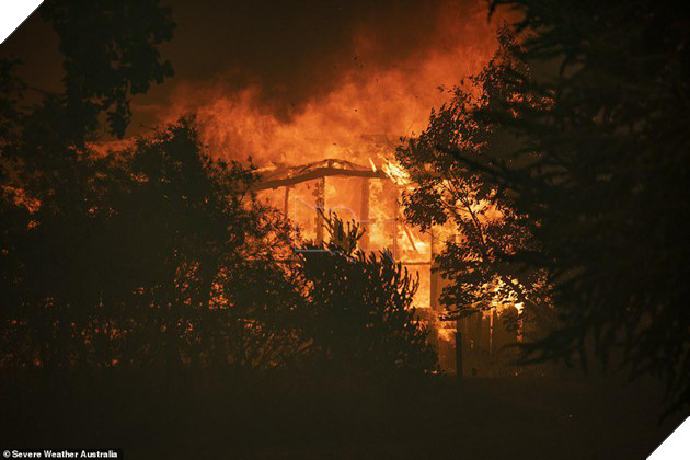 Ám ảnh cháy rừng khủng khiếp ở Úc: Xác gấu túi koala, kangaroo nằm la liệt bên đường 4