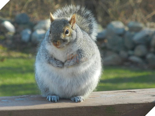 Lo sợ chết đói trong mùa đông sắp tới, Đàn sóc thồn thức ăn cho tới khi mập ú ụ nhìn dễ thương hết mức 5