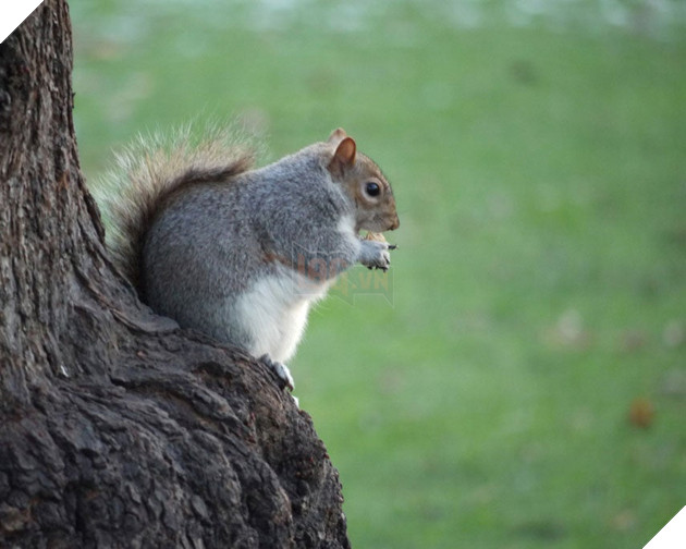 Lo sợ chết đói trong mùa đông sắp tới, Đàn sóc thồn thức ăn cho tới khi mập ú ụ nhìn dễ thương hết mức 6