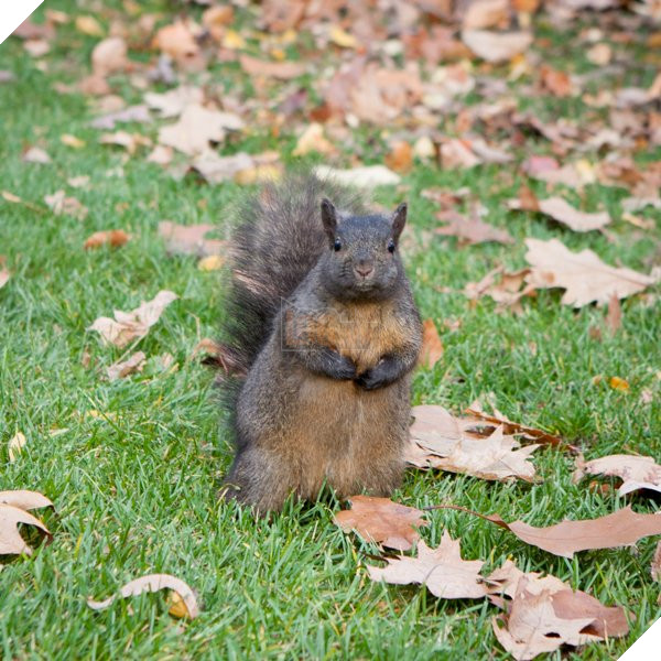 Lo sợ chết đói trong mùa đông sắp tới, Đàn sóc thồn thức ăn cho tới khi mập ú ụ nhìn dễ thương hết mức 8