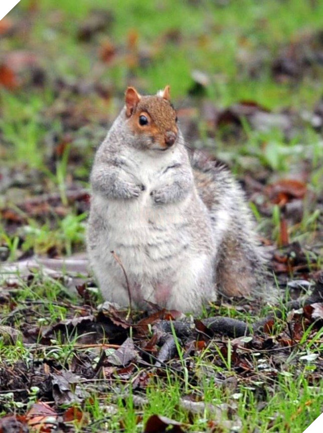 Lo sợ chết đói trong mùa đông sắp tới, Đàn sóc thồn thức ăn cho tới khi mập ú ụ nhìn dễ thương hết mức 7