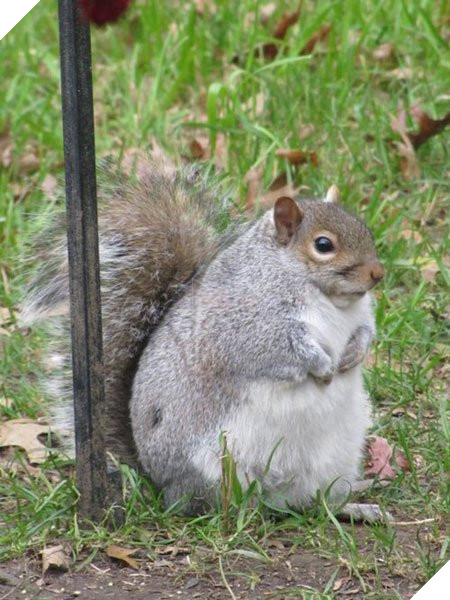 Lo sợ chết đói trong mùa đông sắp tới, Đàn sóc thồn thức ăn cho tới khi mập ú ụ nhìn dễ thương hết mức 9