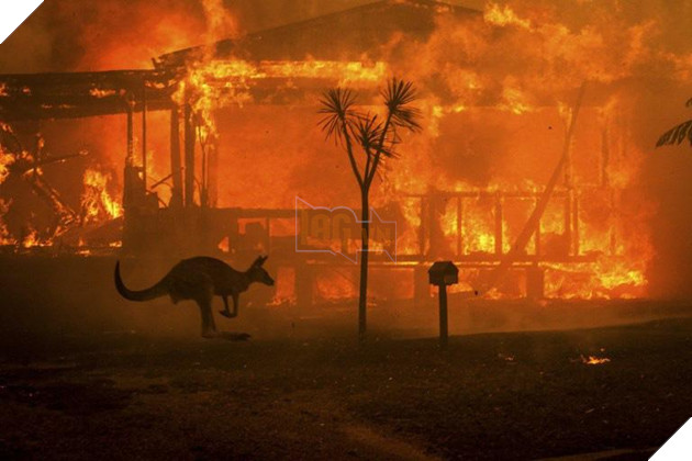 Ám ảnh cháy rừng khủng khiếp ở Úc: Xác gấu túi koala, kangaroo nằm la liệt bên đường 7