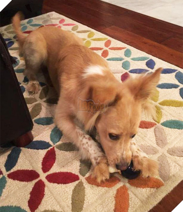 Chớ dại dùng robot hút bụi nếu nhà nuôi chó mèo, nếu không sẽ lãnh hậu quả kinh dị - Ảnh 1.