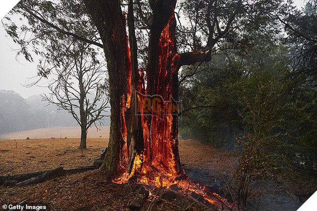 Ơn trời mưa rồi! Trận mưa lớn cứu tinh cho đại thảm họa đã xuất hiện, nhiệt độ giảm làm dịu cơn bão lửa tại Úc - Ảnh 2.