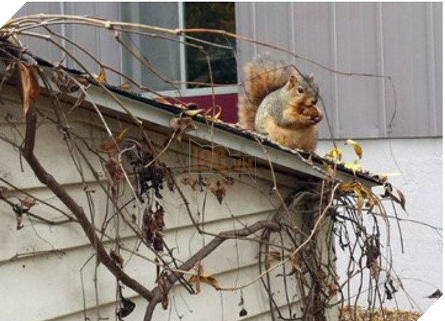 Lo sợ chết đói trong mùa đông sắp tới, Đàn sóc thồn thức ăn cho tới khi mập ú ụ nhìn dễ thương hết mức 2