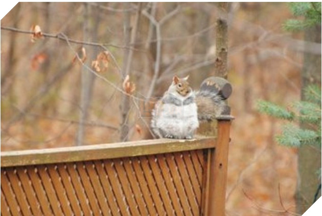 Lo sợ chết đói trong mùa đông sắp tới, Đàn sóc thồn thức ăn cho tới khi mập ú ụ nhìn dễ thương hết mức 3