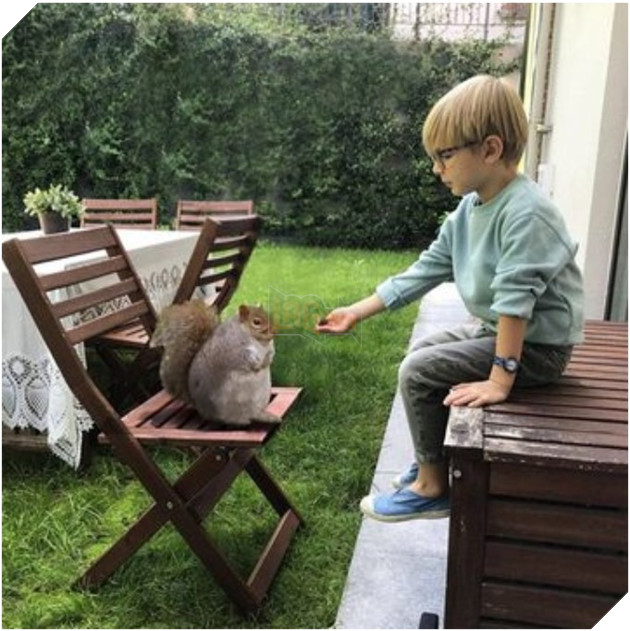 Lo sợ chết đói trong mùa đông sắp tới, Đàn sóc thồn thức ăn cho tới khi mập ú ụ nhìn dễ thương hết mức 4