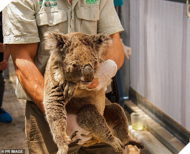 Nhà không còn, Gấu Koala sẽ sống sót ra sao sau vụ cháy rừng ở Australia 6
