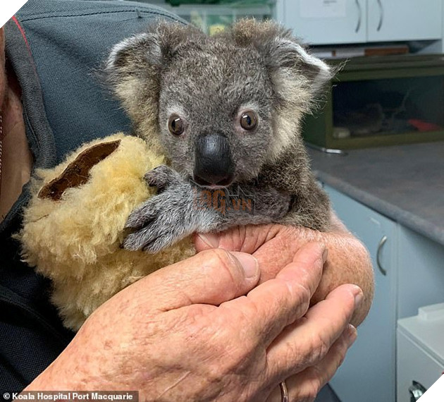 Nhà không còn, Gấu Koala sẽ sống sót ra sao sau vụ cháy rừng ở Australia 5